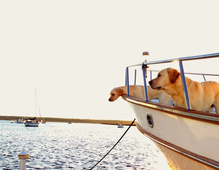 Active Captain Dogs on Bow at Anchor