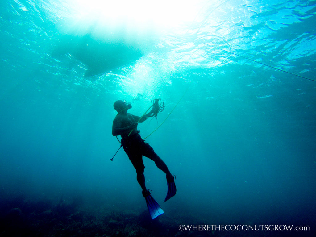 Lobster Hunting