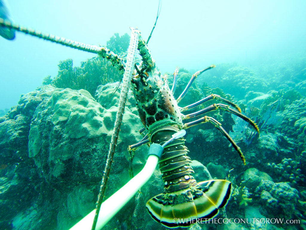 Got one! Lobster snared.